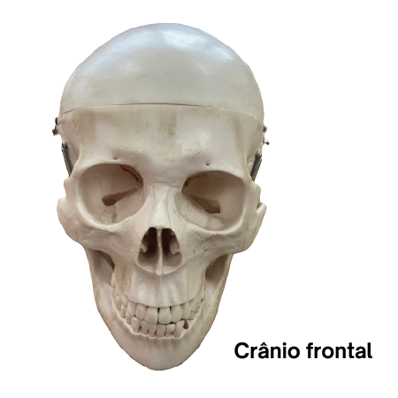 Crânio frontal-01