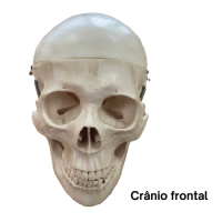 Crânio frontal-01